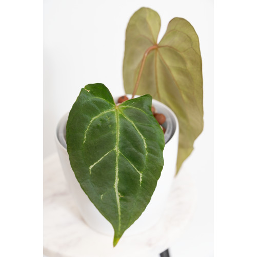 Anthurium crystal hybrid x (magnificum DF x forgetii)