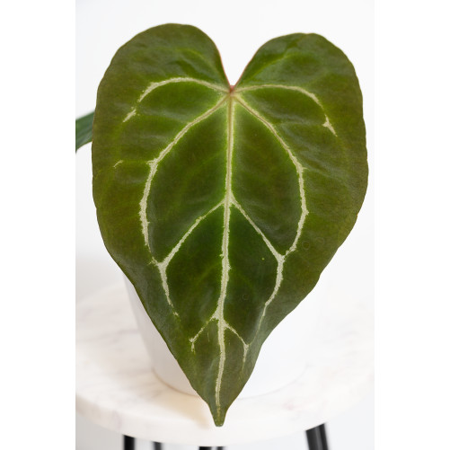 Anthurium crystal hybrid x...