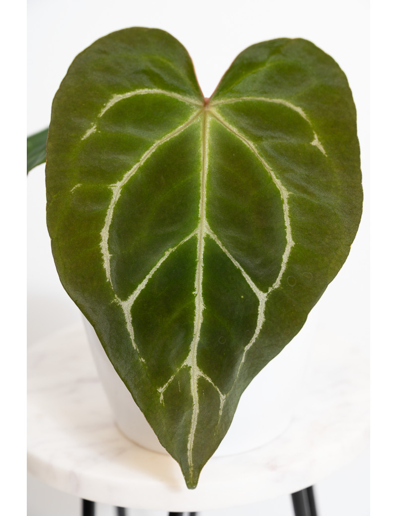 Anthurium crystal hybrid x (magnificum DF x forgetii)