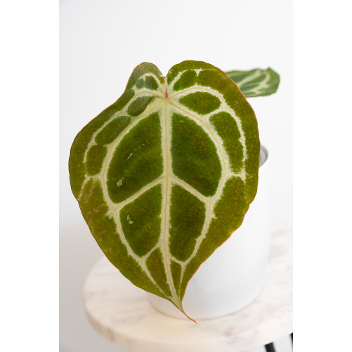 Anthurium Michelle x crystallinum