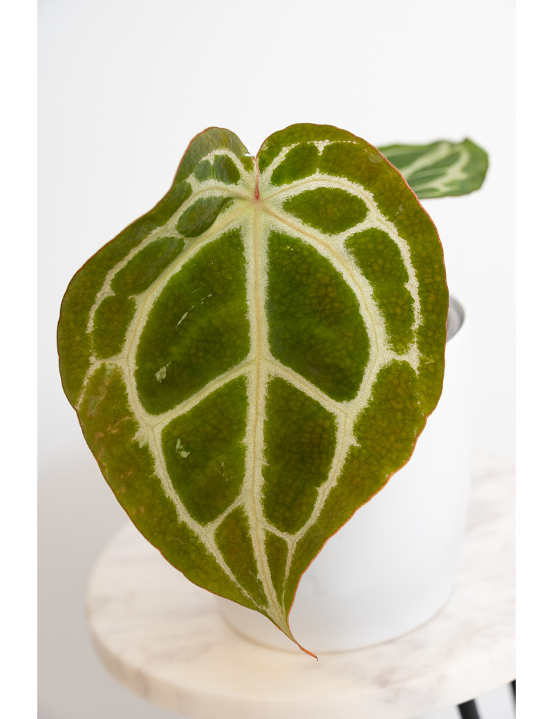 Anthurium Michelle x crystallinum