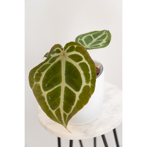 Anthurium Michelle x crystallinum