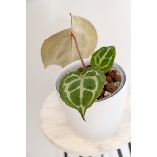 Anthurium Michelle x crystallinum