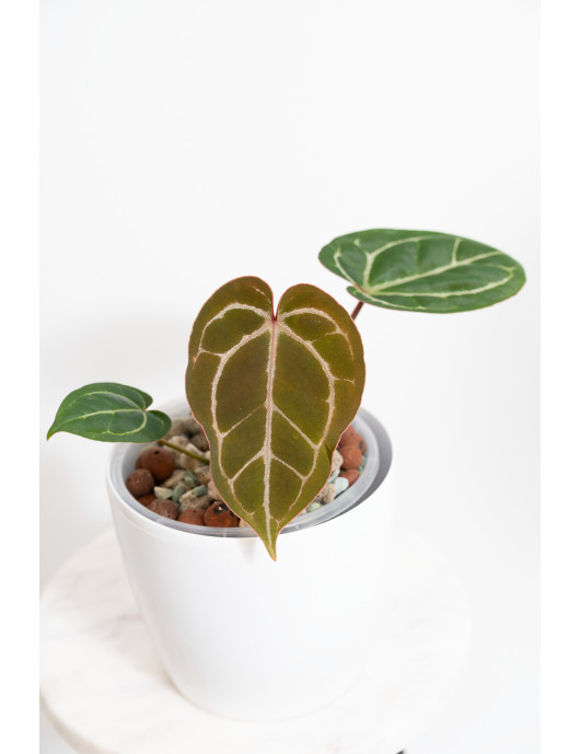 Anthurium crystallinum x Michelle