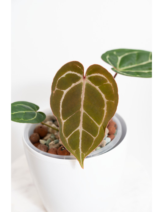 Anthurium crystallinum x...