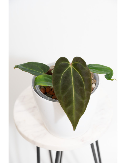 Anthurium (magnificum DF x...