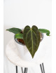 Anthurium (magnificum DF x forgetii) x besseae aff