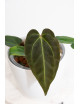 Anthurium (magnificum DF x forgetii) x besseae aff