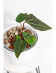 Anthurium (magnificum DF x forgetii) x besseae aff