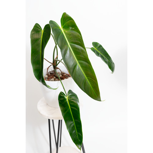Philodendron esmeralda...