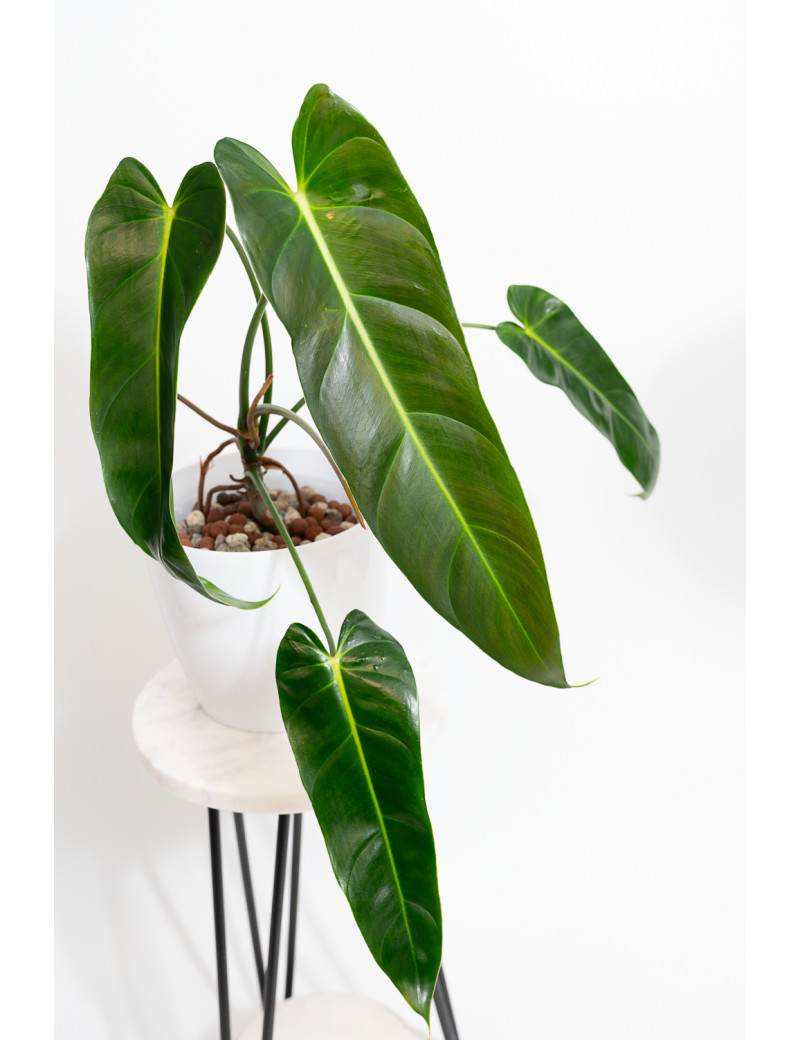 Philodendron esmeralda spirit narrow