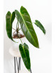 Philodendron esmeralda spirit narrow
