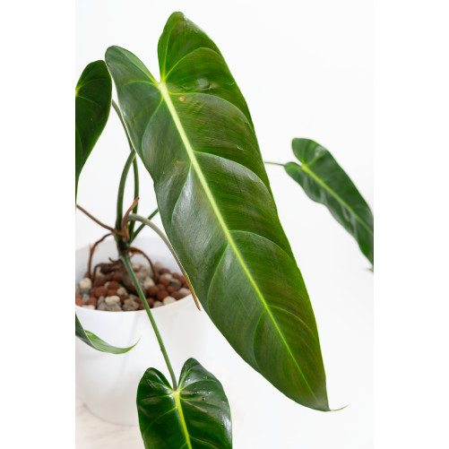 Philodendron esmeralda spirit narrow