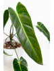 Philodendron esmeralda spirit narrow