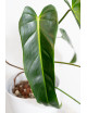 Philodendron esmeralda spirit narrow