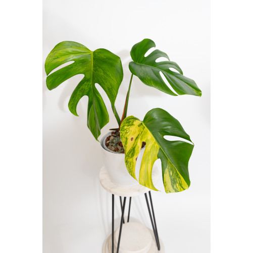 Monstera marmorata aurea