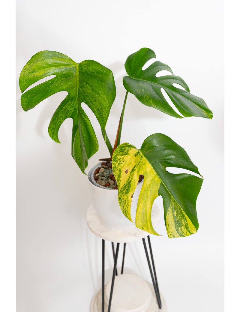 Monstera marmorata aurea