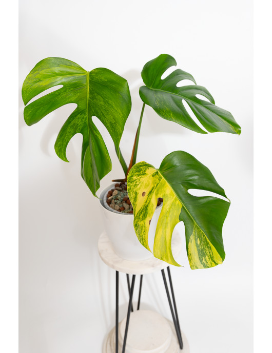 Monstera marmorata aurea