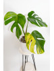 Monstera marmorata aurea