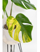 Monstera marmorata aurea