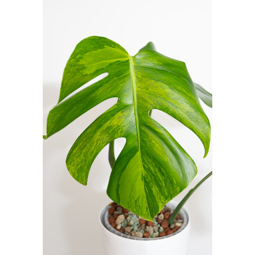 Monstera marmorata aurea