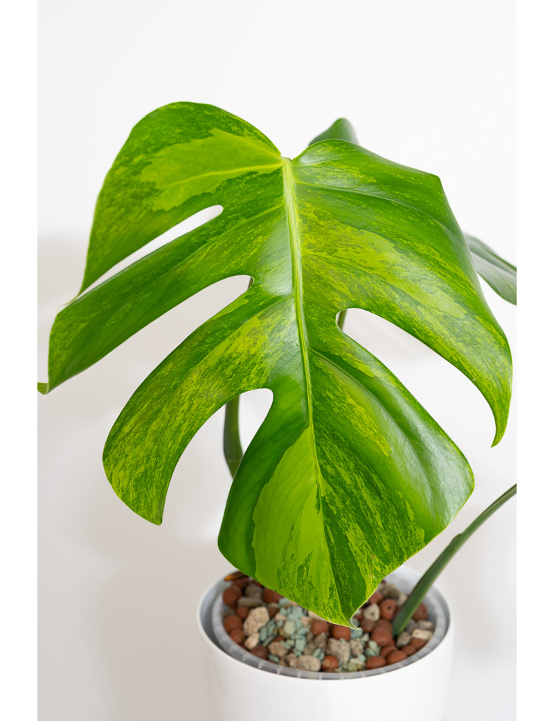 philodendron png Philodendron Cordatum | Green Heartleaf | 4
