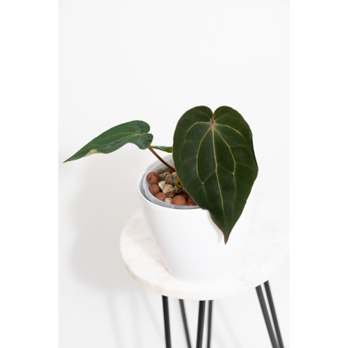 Anthurium (dressleri x...
