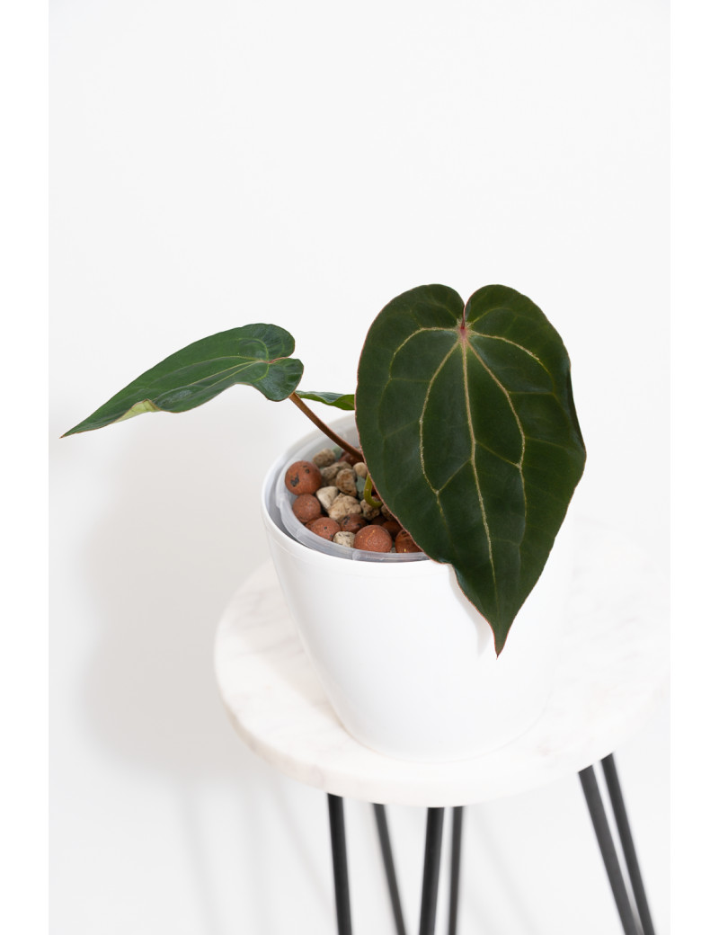 Anthurium (dressleri x crystallinum) x Michelle