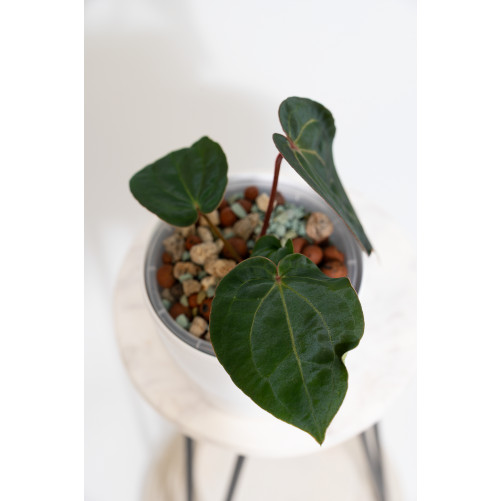 Anthurium (dressleri x crystallinum) x Michelle