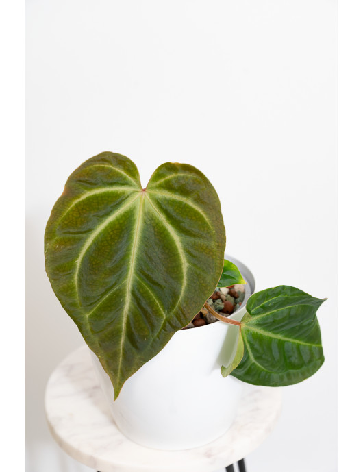 Anthurium magnificum x besseae aff