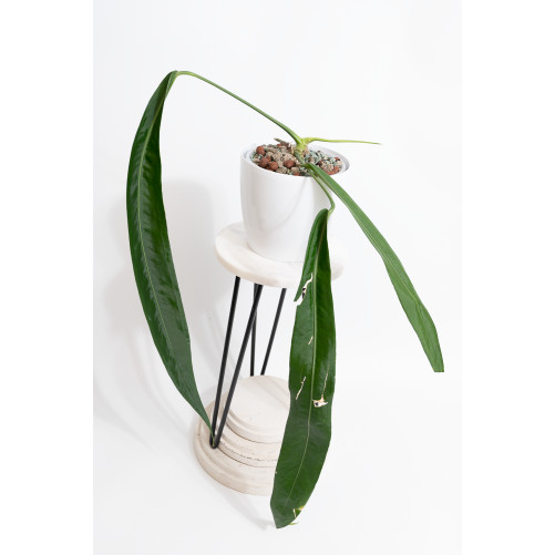 Anthurium pallidiflorum -