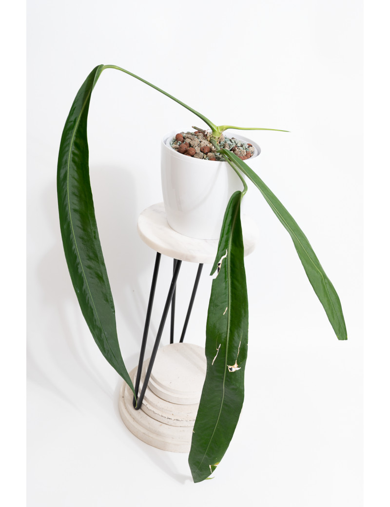 Anthurium pallidiflorum -