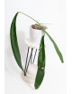 Anthurium pallidiflorum -