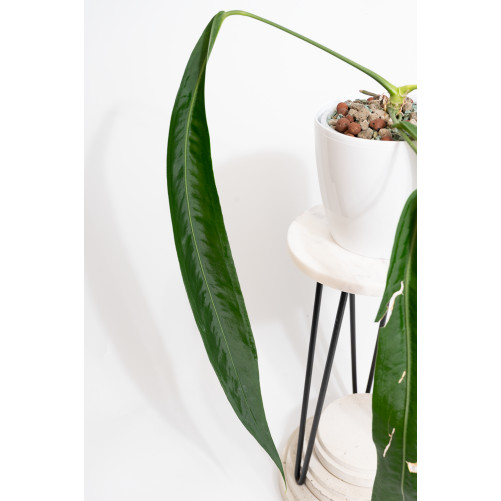 Anthurium pallidiflorum -