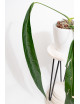 Anthurium pallidiflorum -
