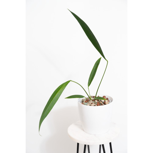 Anthurium pallidiflorum...