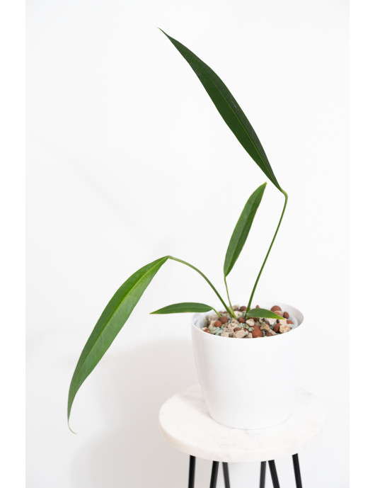 Anthurium pallidiflorum Guazhalan