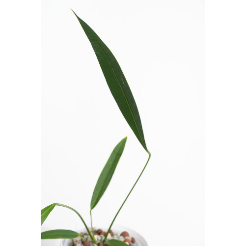 Anthurium pallidiflorum Guazhalan