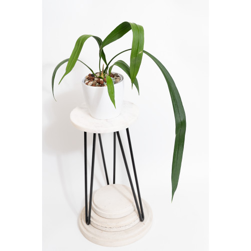 Anthurium vittarifolium