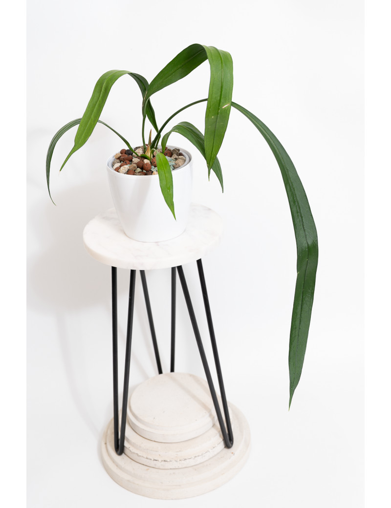 Anthurium vittarifolium