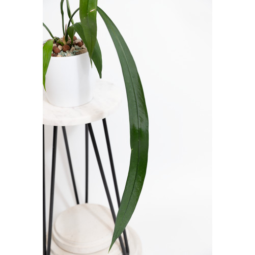 Anthurium vittarifolium