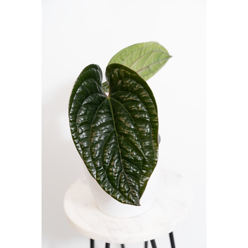 Anthurium radicans x luxurians