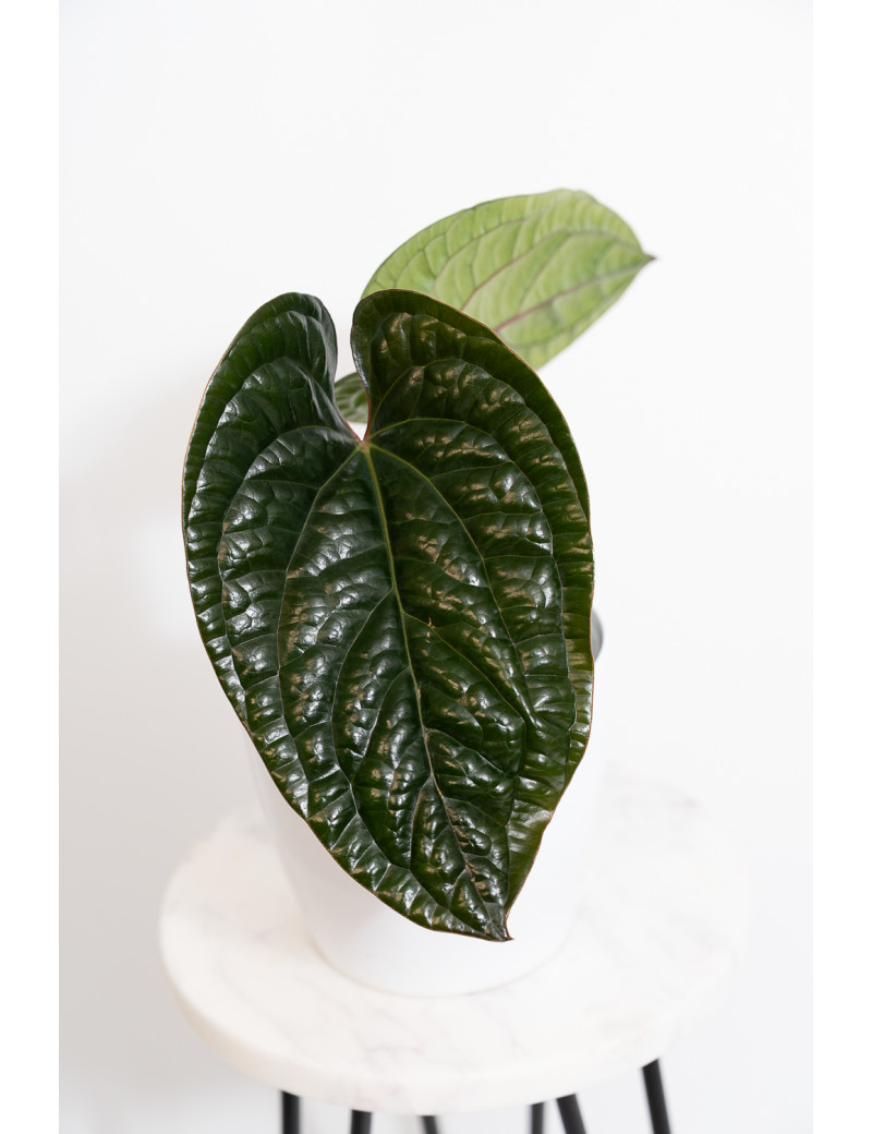Anthurium radicans x luxurians