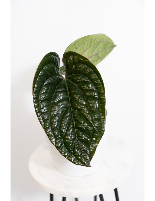 Anthurium radicans x luxurians