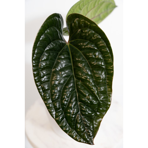 Anthurium radicans x luxurians