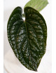 Anthurium radicans x luxurians