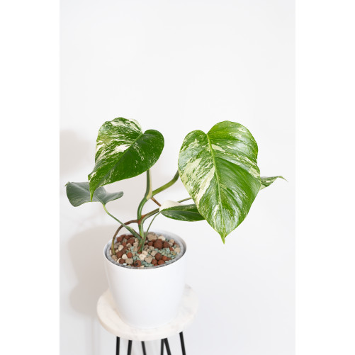 Monstera deliciosa variegata