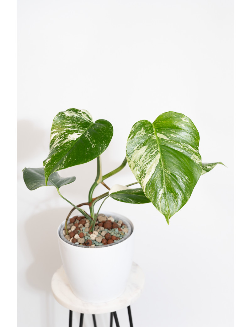 Monstera deliciosa variegata