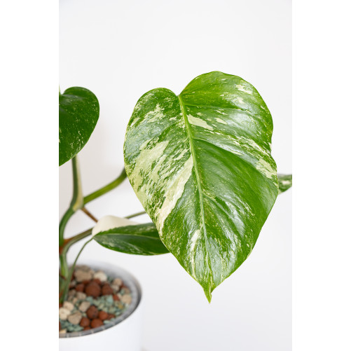 Monstera deliciosa variegata