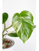 Monstera deliciosa variegata